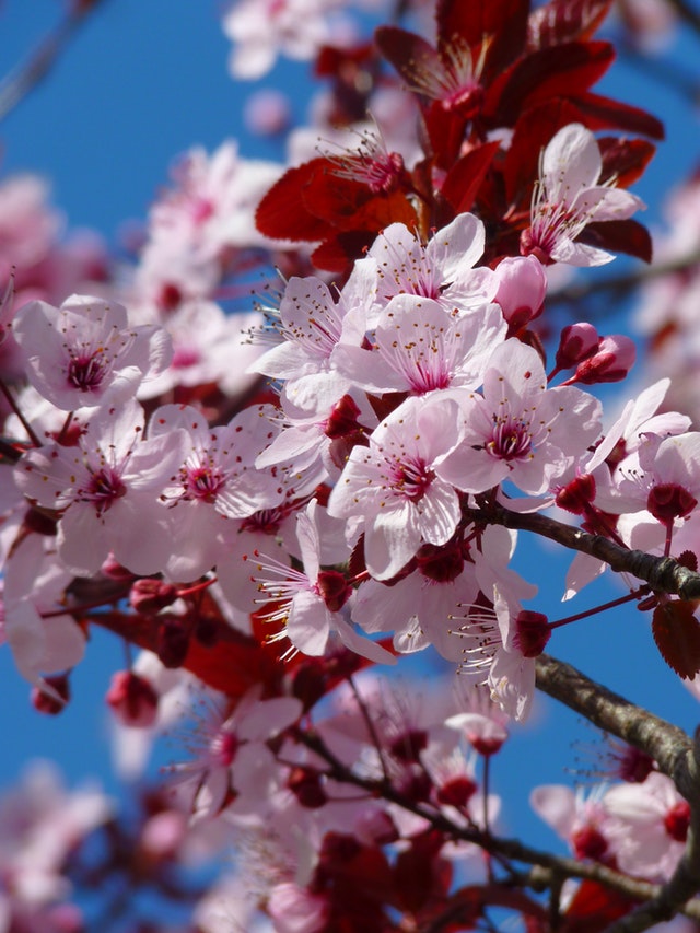 Cherry Blossom In Europe